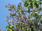 Fox Glove Tree