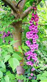 Foxglove Tree Photograph