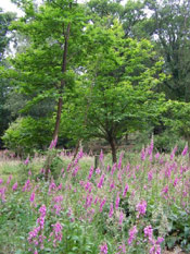 Foxglove Trees