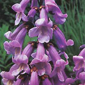 Foxglove Tree Photo