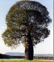 Bottle Tree