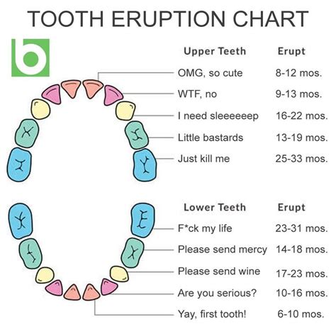 Pin by neark4 on Ha!! Ha!! Ha!!!! | Teething chart, Baby teething chart, Baby tooth chart