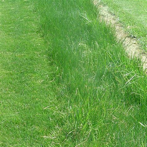 Creeping Red Fescue Grass Seeds, Festuca rubra | American Meadows