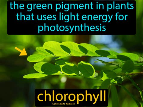 Pigment In Plants