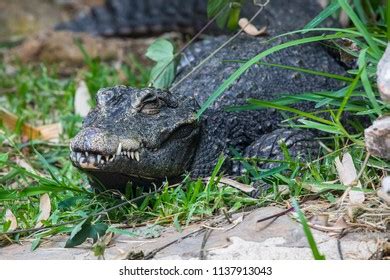 African Dwarf Crocodile Stock Photo 1137913043 | Shutterstock