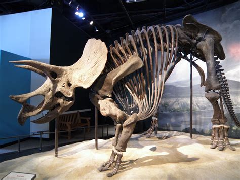 Triceratops Skeleton on display at the Science Museum of Minnesota. It ...