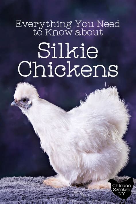 Silkie Chickens