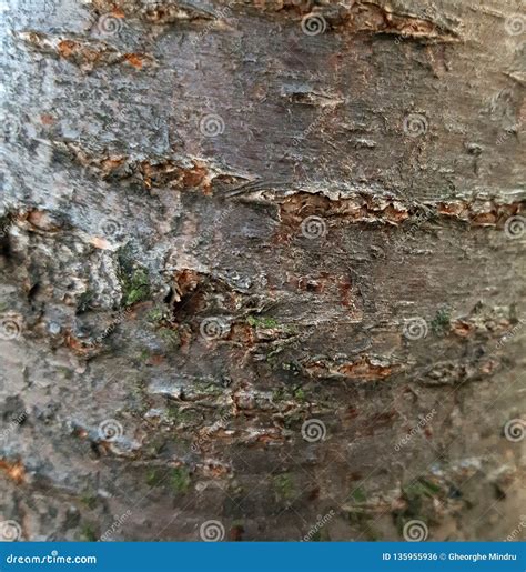 Cherry Tree Bark Texture Stock Photos - Download 648 Royalty Free Photos