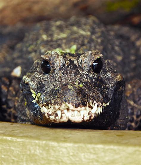 African dwarf crocodile | Whipsnade Zoo