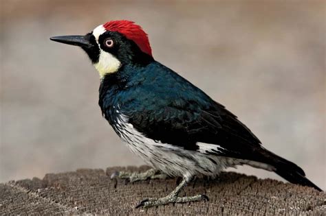 Acorn woodpecker | bird | Britannica