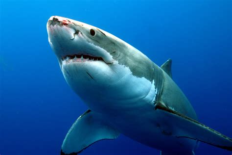 Great white shark photo and wallpaper. Cute Great white shark pictures