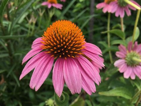 Prairie Plants, Bushes & Wildflowers | Office of Sustainability