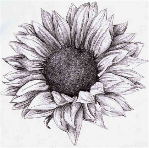 Flowers Drawing with Pencil Shading: A Comprehensive Guide