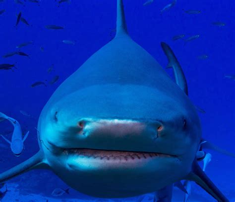 Bull Shark Pictures - AZ Animals