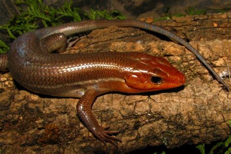 Broadhead Skink Facts, Habitat, Diet, Pictures