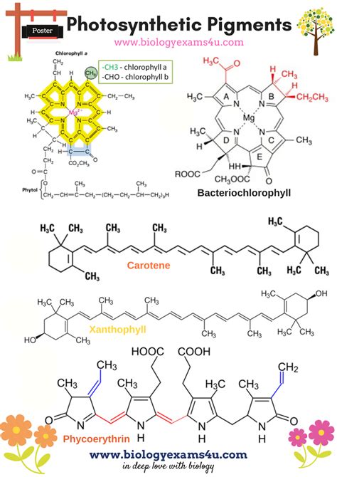 3 Major Classes of Photosynthetic Pigments PDF ~ Biology Exams 4 U