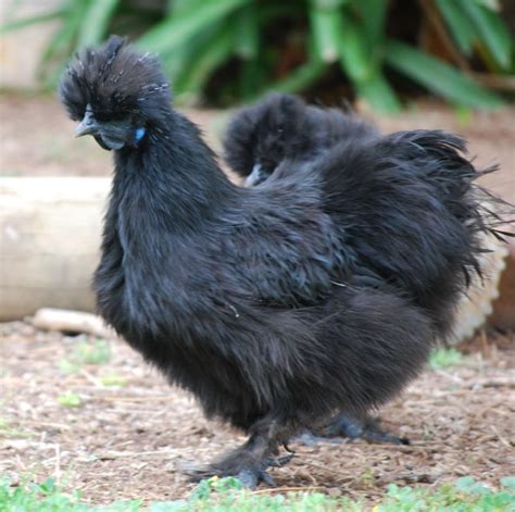 Silkie - Chicken Wiki