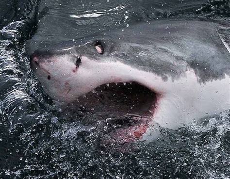 Great White Shark Eye Anatomy