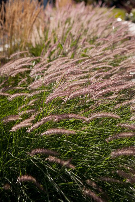 4 quick tips for a prairie-inspired landscape (and why you need it) - redfernlandscape.com