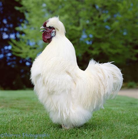 White Silkie Cockerel crowing photo WP01696