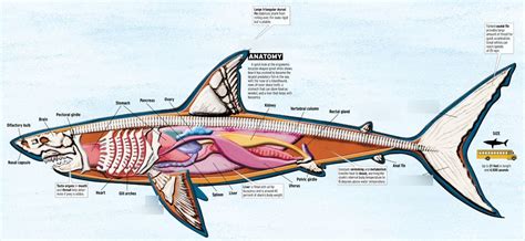 Shark Anatomy Diagram Diagram | Quizlet