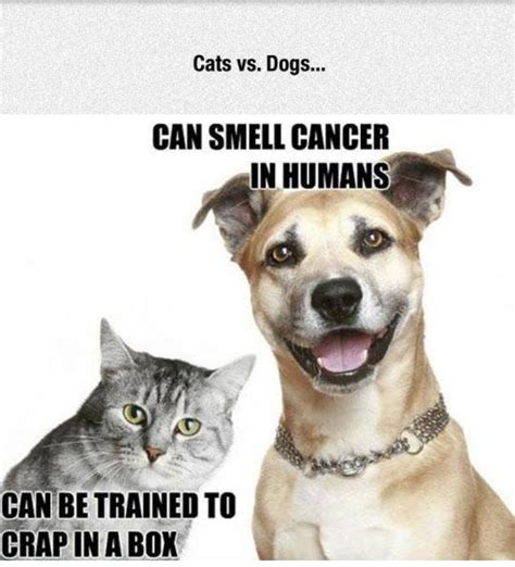 Cats vs dogs - Meme by Samuraistorm666 :) Memedroid