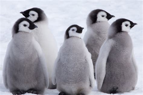 Cute Emperor Penguin Pictures