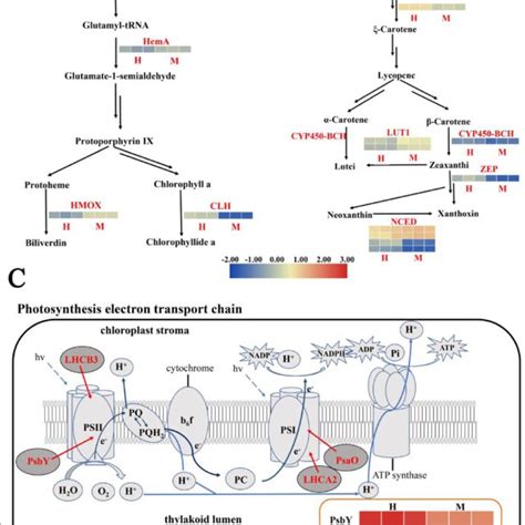 Pathway related to pigment synthesis in the leaves of C. japonica and... | Download Scientific ...