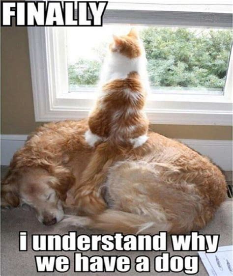 10 Hilarious Memes Of The Relationship Between Cats And Dogs