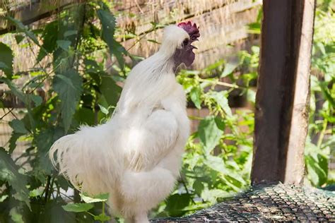 Do Silkie Roosters Crow? Interesting Care Facts | Animal World