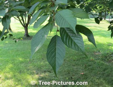 Cherry Leaf Identification Picture