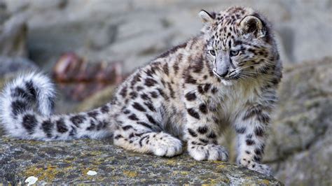 Awesome Snow Leopard Photo, Snow Leopard Cub, #11536