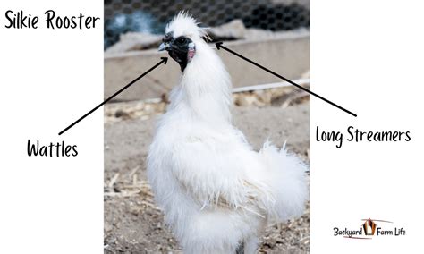 Silkie Hen Vs. Rooster: How To Tell The Difference (With Pictures!)