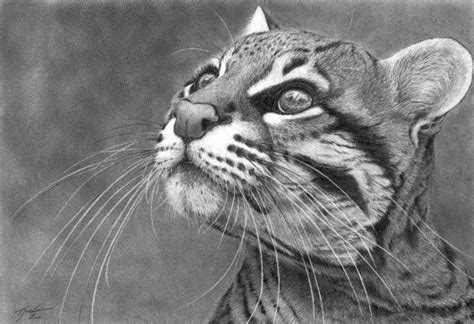 Realistic Animal Drawings: Realistic Graphite Pencil Drawing Cat Bird Watcher