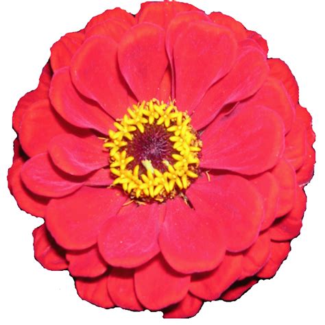 zinnia clip art - Clip Art Library