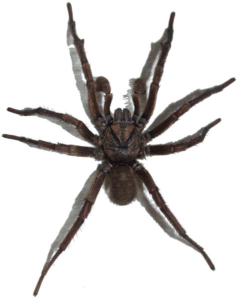 File:Brown Trapdoor Spider, transparent background.png - Wikimedia Commons