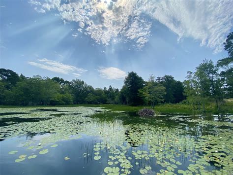 Pond Weeds: Control & Removal - Lochow Ranch Pond & Lake Management