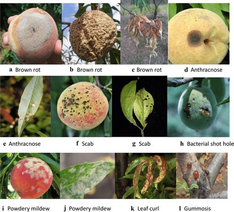 Major plant diseases of peach. a Brown rot for fruit. b Brown rot for... | Download Scientific ...