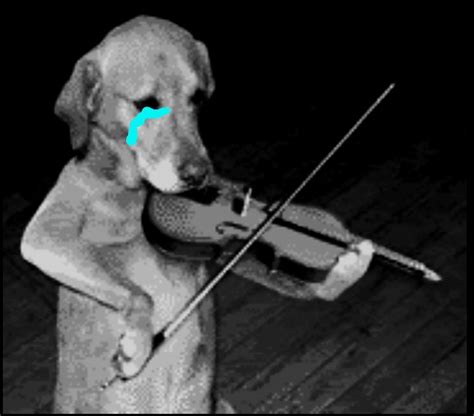 Sad dog playing the violin Blank Template - Imgflip