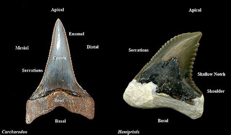 Fossil Shark Teeth – Discover Fishes