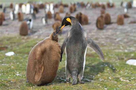 Penguins And Their Chicks: Super-Parents | Penguins International