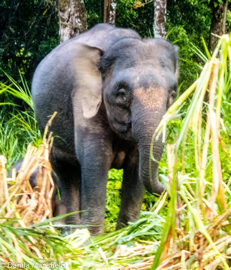 Borneo Pygmy Elephants | NotDunRoamin - travel blog