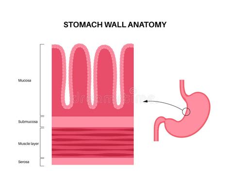 Mucous membrane structure stock vector. Illustration of gland - 282515146