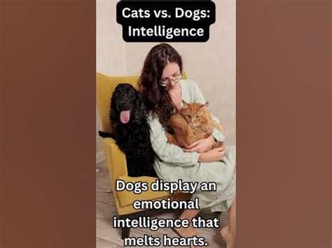 Cats vs Dogs Intelligence - YouTube