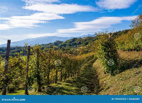 Italian Vineyards Landscape in Valdobbiadene Stock Photo - Image of drink, grapevine: 199443354