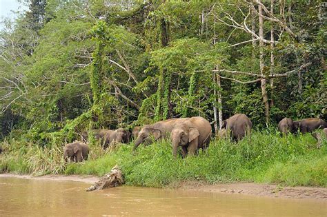 Pygmy Elephants of Borneo | The Great Projects