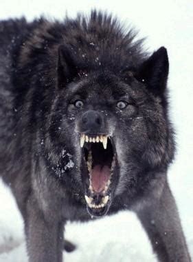 Black Wolf - Best Animals