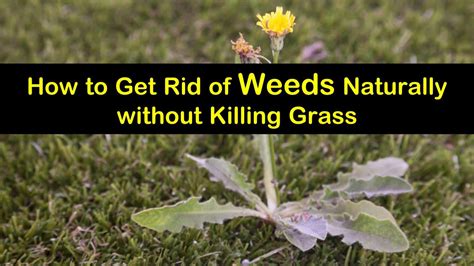 18 Natural Ways to Kill Weeds but Keep the Grass