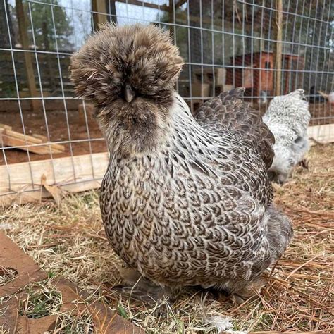 Silkie Chickens: Eggs, Height, Size and Raising Tips