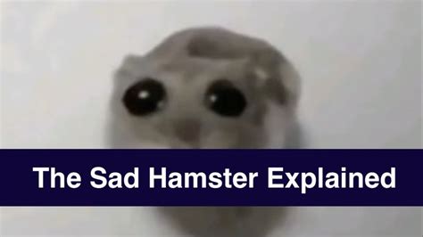 What Is The 'Hamster With Big Eyes' Or 'Sad Hamster' Meme? The Viral Format Appe... | Know Your Meme